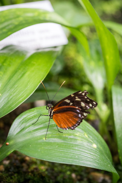 金色长翅蝶（Heliconius Hecale）栖息在叶子上特写图片下载