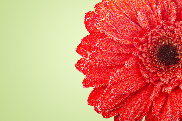 放大照相。露珠中的非洲菊。背景与复制空间。有选择性的重点。图片下载