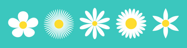 五菊菊集白色雏菊菊图标线图片下载