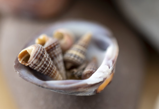 蛤壳中的蛤壳。特写静物，微距摄影。图片下载