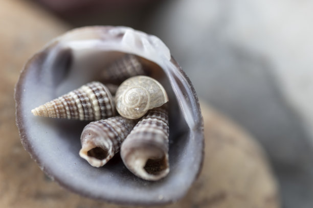蛤壳中的蛤壳。特写静物，微距摄影。图片下载