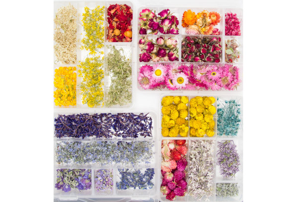 白色背景上不同颜色的干花图片下载