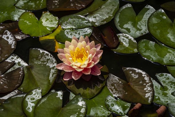 神奇的大热粉色睡莲或荷花橙色日落佩里在池塘。橙色的若虫花瓣被树叶包围，雨后被水滴覆盖。特写镜头。大自然中的花卉景观。图片下载