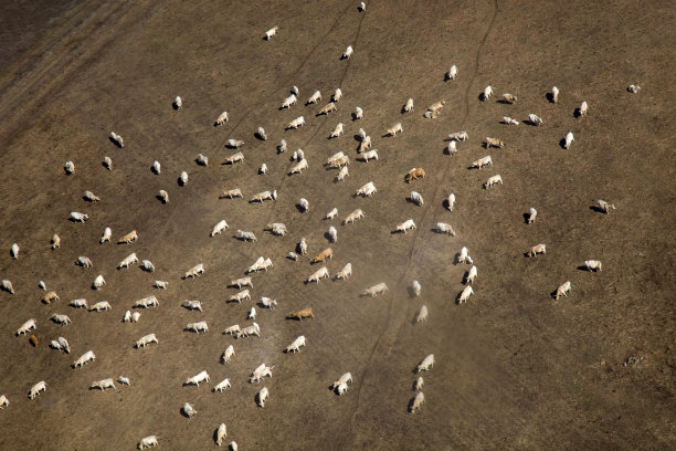 牛饲养农场。图片下载