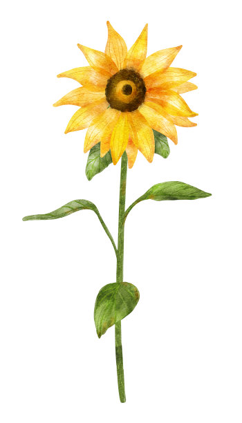 水彩向日葵长茎与叶图片下载