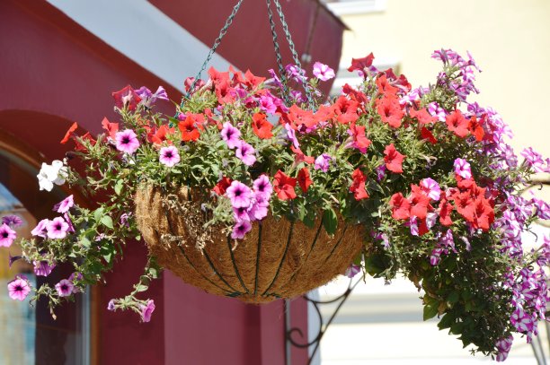 花在锅图片下载