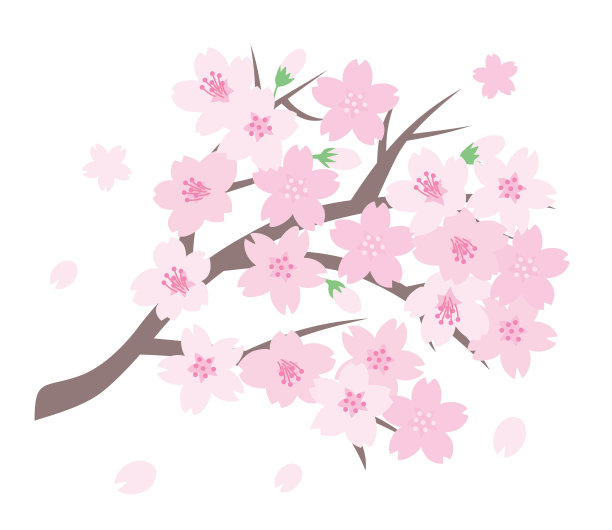 春天盛开的樱花的树枝。图片下载