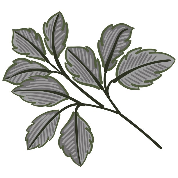 装饰鲜花、树叶和物品来创造明信片和图案图片下载