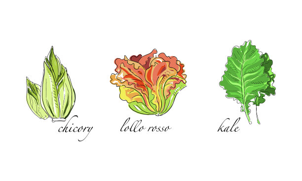 设置沙拉和绿叶蔬菜菊苣lollo图片下载