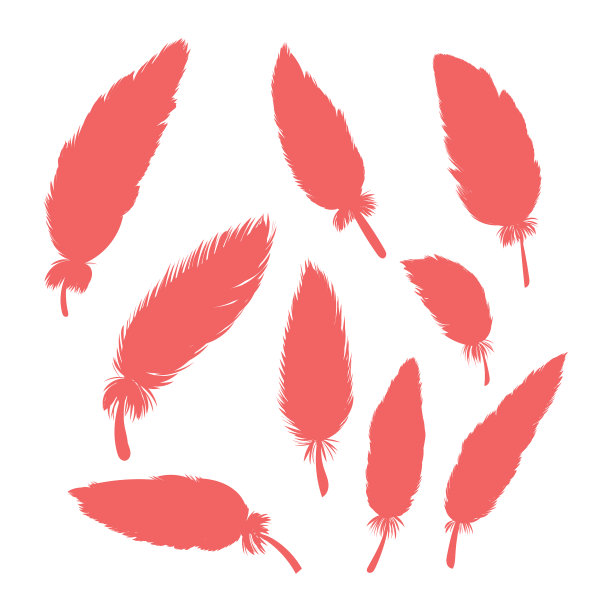 羽毛收藏逼真的羽毛图片下载