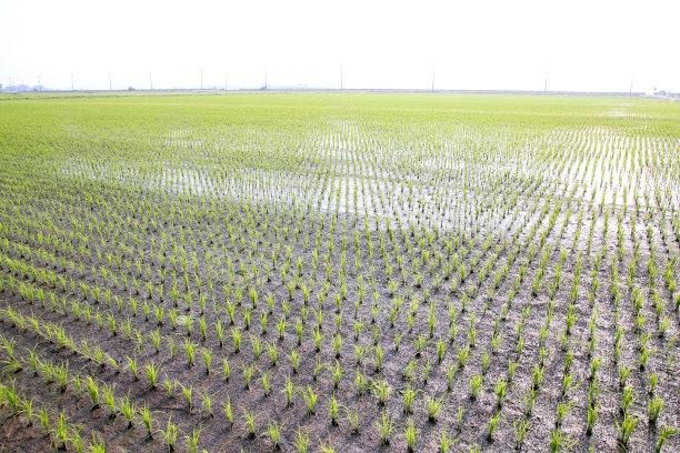 稻田景观图片下载