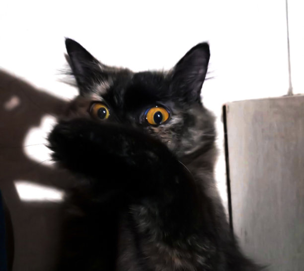 黑色母波斯猫，橙色眼睛图片下载