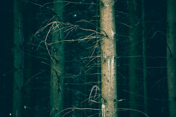 俄罗斯图拉地区Yasnaya Polyana的干燥松树暗森林图片下载