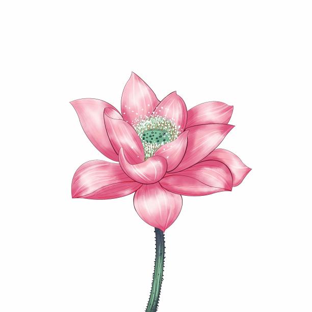 手绘荷花素材图片