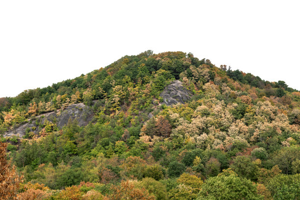 森林覆盖的山丘图片下载
