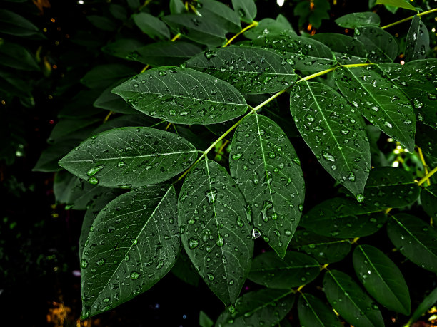 一个被雨淋湿的格里氏菌的分支图片下载