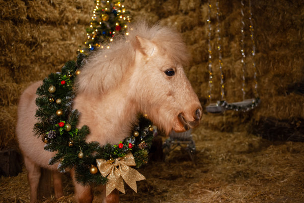 马厩上的圣诞装饰品。脖子上戴着花环的小马。圣诞树和气球，新年照片区。风铃草摇摆图片下载