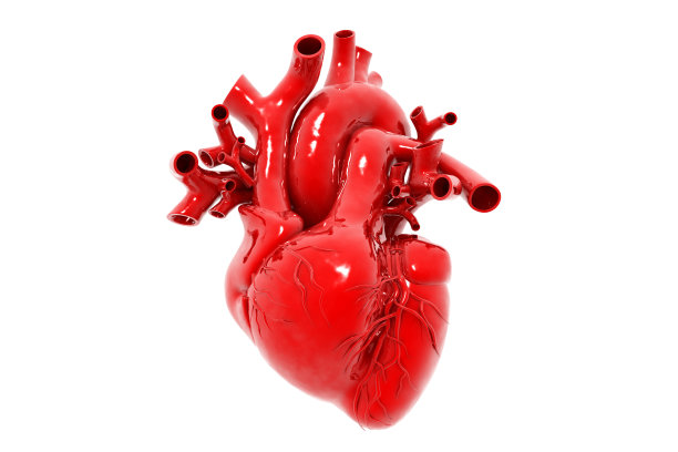 人体心脏解剖图片下载