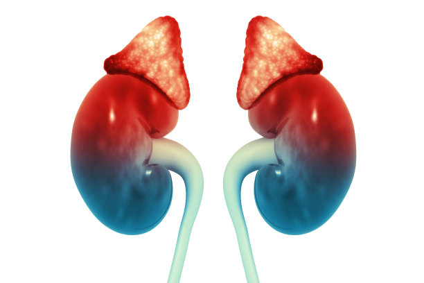 白色背景上的人类肾脏图片下载