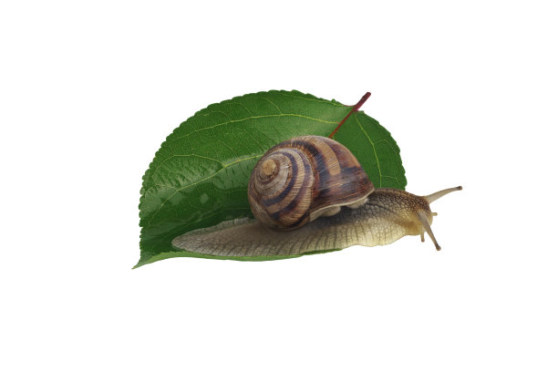 蜗牛在白色的。叶子上的蜗牛。图片下载