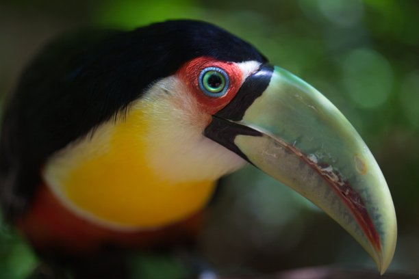 巨嘴鸟的特写肖像(Ramphastos toco)眼睛和脸Foz do Iguacu，巴西。图片下载