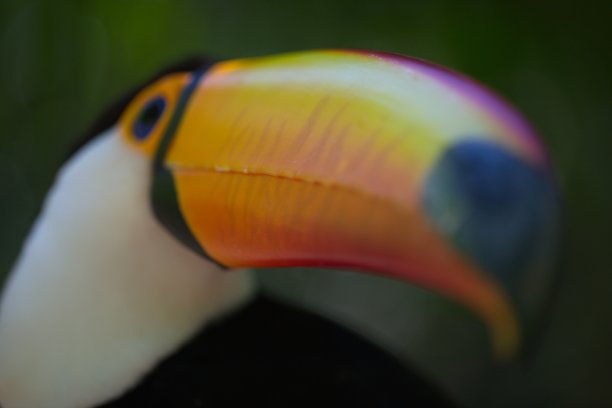 特写侧面巨嘴鸟的宏观肖像(Ramphastos toco)喙和眼睛巴西Foz do Iguacu，巴西。图片下载