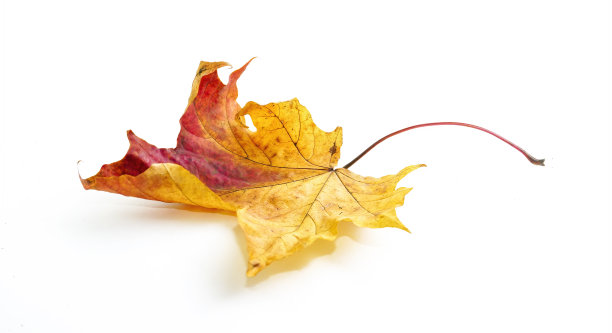 美丽，绚丽多彩的秋日自然干弯的枫叶。图片下载