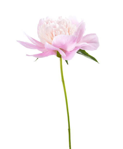 淡粉色牡丹孤立在白色背景上。图片下载