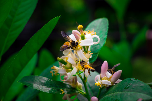 蜜蜂在绿色的花上采蜜。2018年8月11日，我在南亚孟加拉国的达卡拍摄了这张照片图片下载