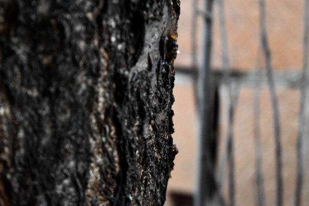 树的一部分图片下载