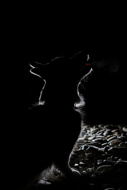 黑色剪影和轮廓突出的皮毛的小牧羊犬在侧面上的黑色背景。彭布罗克威尔士柯基的剪影从明亮的闪光。图片下载