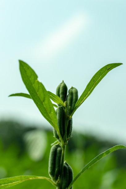 菖蒲科的芝麻或油料作物，芝麻图片下载