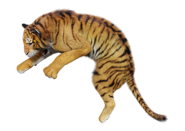 3D插图大猫老虎在白色图片下载