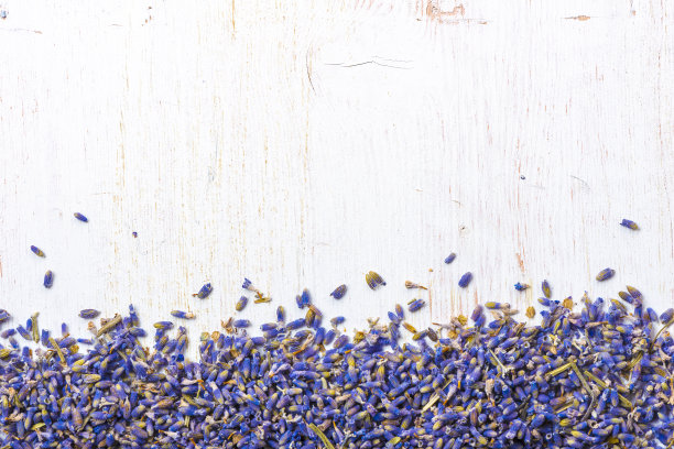 薰衣草背景图片下载