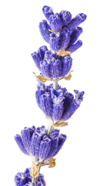 薰衣草图片下载