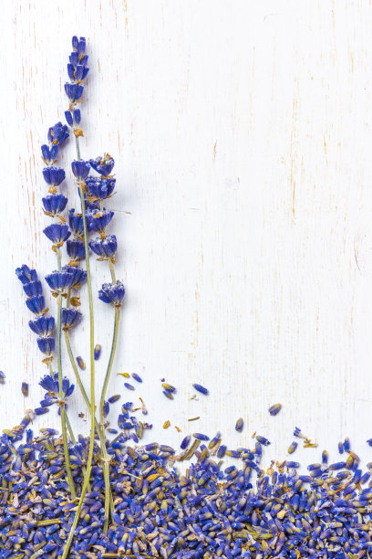 薰衣草的背景图片下载