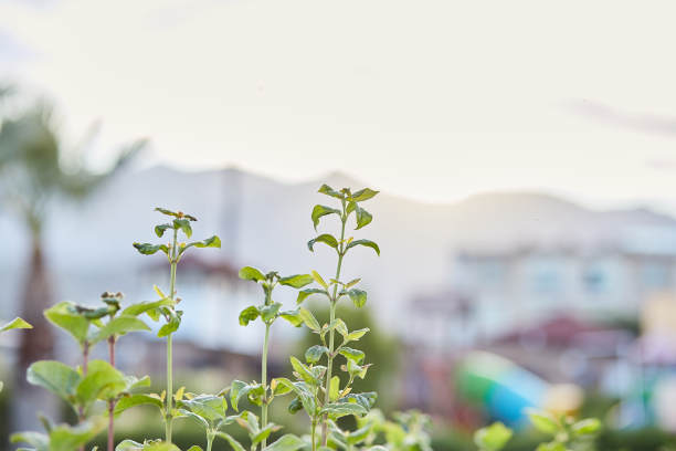 透过植物的日落山景。本空间图片下载