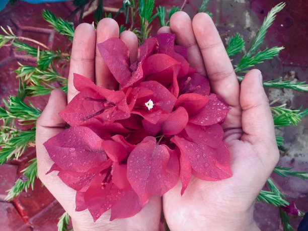 粉红色的九重葛花在少年的手中图片下载