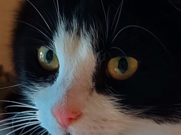 黑白猫图片下载