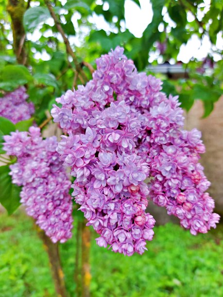 紫色的丁香花分支图片下载