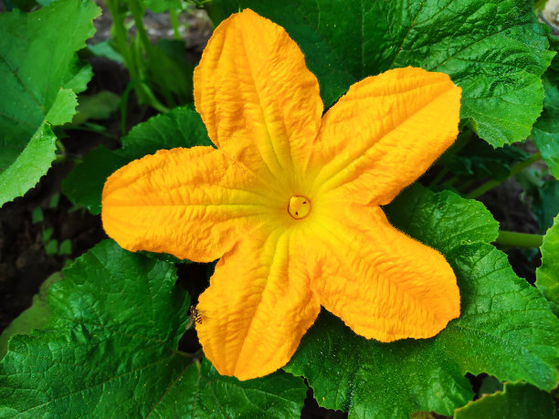 有机园西葫芦的黄花图片下载