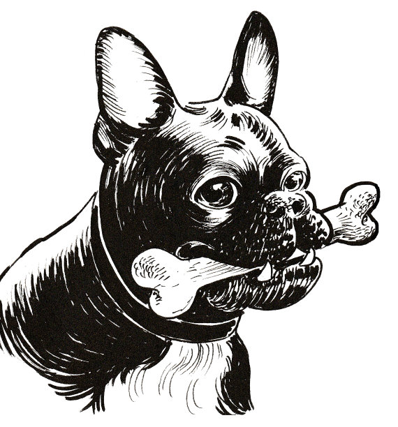 有一根骨头的斗牛犬图片下载