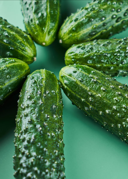 一组新鲜的全黄瓜在绿色的背景，食物模式。花园黄瓜墙纸背景设计图片下载