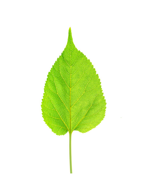白色背景上的桑叶。图片下载