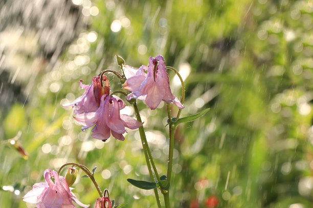 夏雨中的花园和花滴在散景的背景上，模糊了焦点。美丽的夏日花园清晨与自然的散景和雨背景，图片下载