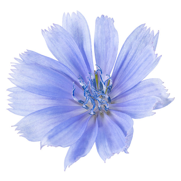 Ð’花孤立在白色背景上。剪切路径图片下载