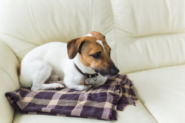 近距离杰克罗素梗狗瞌睡的口吻肖像上的格子图片下载