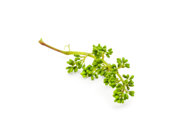 绿芽的葡萄。图片下载