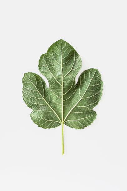 在白色背景上的绿色无花果叶(无花果)图片下载