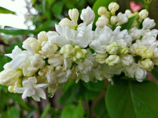 白色的淡紫色的分支图片下载